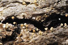 Attēlu rezultāti vaicājumam “Sclerophora coniophaea”