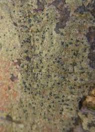 Attēlu rezultāti vaicājumam “Alyxoria varia”