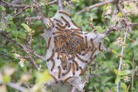 Attēlu rezultāti vaicājumam “Malacosoma castrensis larva”