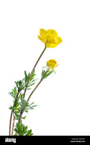 Attēlu rezultāti vaicājumam “Ranunculus bulbosus flower”