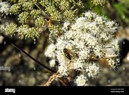 Image result for Angelica silvestris