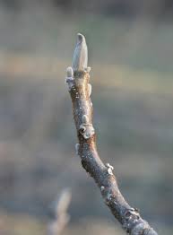Attēlu rezultāti vaicājumam “Juglans cinerea”