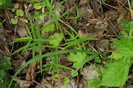 Attēlu rezultāti vaicājumam “Stellaria holostea leaf”