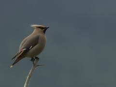 Attēlu rezultāti vaicājumam “Bombycilla garrulus adult”