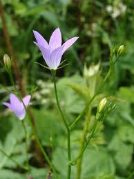 Image result for Campanula patula