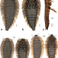 Attēlu rezultāti vaicājumam “Silpha obscura larva”