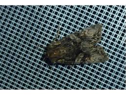 Attēlu rezultāti vaicājumam “Lacanobia contigua imago”