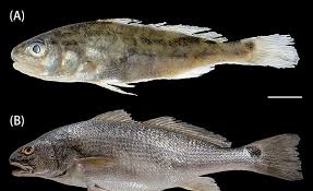 Image result for Sciaenops ocellatus
