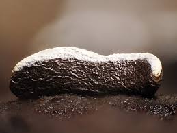 Attēlu rezultāti vaicājumam “Diderma montanum var. album macro”