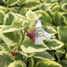 Attēlu rezultāti vaicājumam “Symphytum grandiflorum”