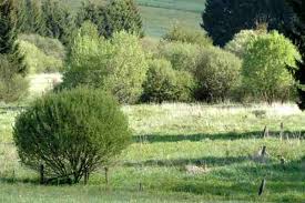 Attēlu rezultāti vaicājumam “Neophilaenus lineatus”