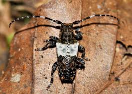 Attēlu rezultāti vaicājumam “Pogonocherus hispidulus”