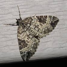 Attēlu rezultāti vaicājumam “Eulithis pyraliata”