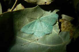 Attēlu rezultāti vaicājumam “Chlorissa viridata”