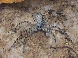 Attēlu rezultāti vaicājumam “Philodromus sp.”