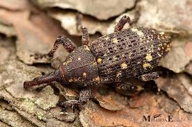 Attēlu rezultāti vaicājumam “Pissodes piniphilus”