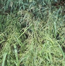 Attēlu rezultāti vaicājumam “Glyceria lithuanica”