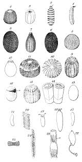 Attēlu rezultāti vaicājumam “Diaperis boleti imago”