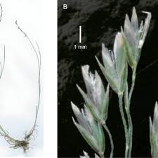 Attēlu rezultāti vaicājumam “Poa nemoralis fruit”