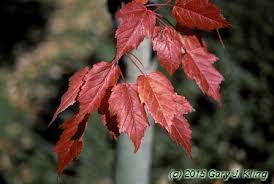 Attēlu rezultāti vaicājumam “Acer tataricum subsp. ginnala”