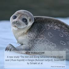 Image result for Pusa hispida