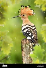 Attēlu rezultāti vaicājumam “Upupa epops”