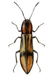 Attēlu rezultāti vaicājumam “Selatosomus cruciatus”