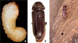 Attēlu rezultāti vaicājumam “Ptinus sp. male”