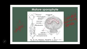 Attēlu rezultāti vaicājumam “Sphagnum angustifolium sporophyte”