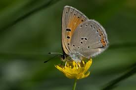 Attēlu rezultāti vaicājumam “Lycaena hippothoe underside”