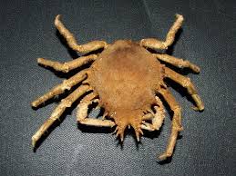 Image result for Maja brachydactyla