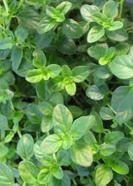 Attēlu rezultāti vaicājumam “Thymus pulegioides fruit”