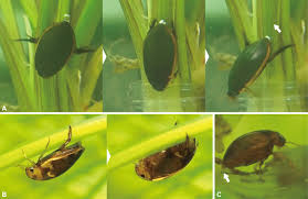 Attēlu rezultāti vaicājumam “Dytiscidae”