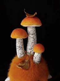 Attēlu rezultāti vaicājumam “Leccinum versipelle”