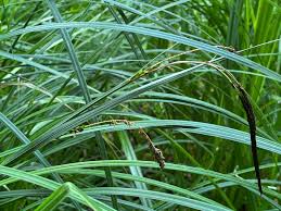 Attēlu rezultāti vaicājumam “Carex riparia”