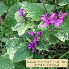 Image result for Lunaria annua