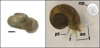 Attēlu rezultāti vaicājumam “Licea pusilla macro”