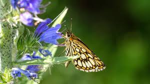 Attēlu rezultāti vaicājumam “Heteropterus morpheus”