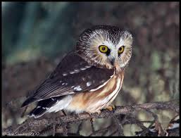 Attēlu rezultāti vaicājumam “Strigiformes”