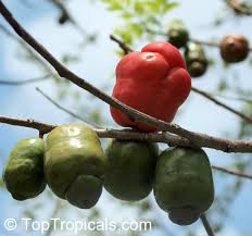 Attēlu rezultāti vaicājumam “Calamagrostis purpurea fruit”