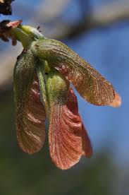 Attēlu rezultāti vaicājumam “Acer saccharinum fruit”