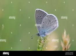 Attēlu rezultāti vaicājumam “Cyaniris semiargus”