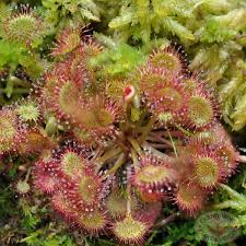 Attēlu rezultāti vaicājumam “Drosera rotundifolia fruit”