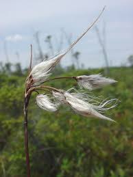 Attēlu rezultāti vaicājumam “Eriophorum angustifolium flower”