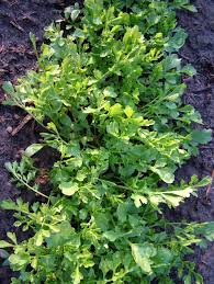 Image result for Gartenkresse