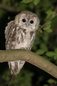 Attēlu rezultāti vaicājumam “Strix aluco juvenile”