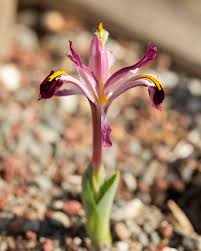 Attēlu rezultāti vaicājumam “Iris rosenbachiana flower”