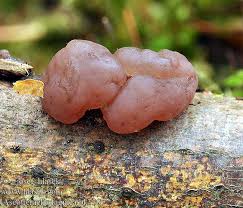 Attēlu rezultāti vaicājumam “Ascotremella faginea”