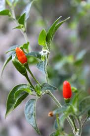 Afbeeldingsresultaat voor chili maya hot pepper hot pepper
