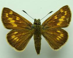 Attēlu rezultāti vaicājumam “Ochlodes sylvanus”